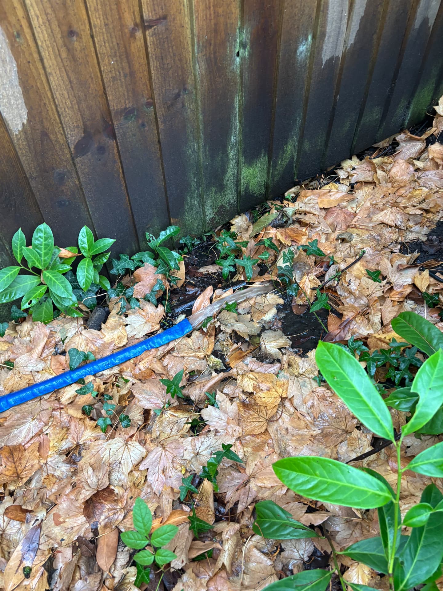 Water discharging from a blue hose into a leaf-covered border away from the flooded garden
